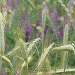 farine petit epeautre bio jura