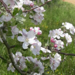 jura verger ferme des agités